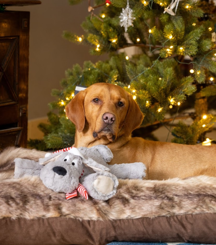 Christmas Big Paws Dog Toy